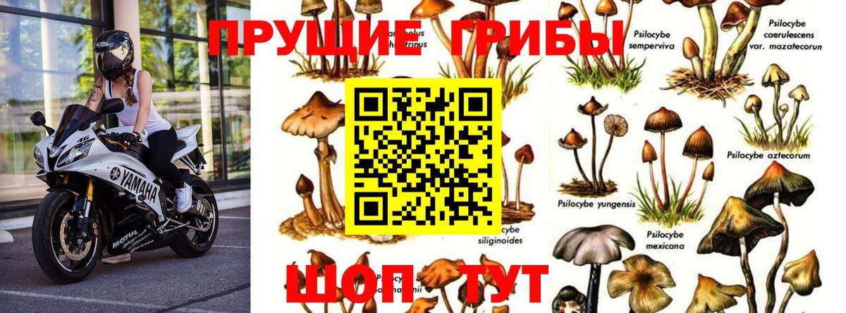 Псилоцибиновые грибы GOLDEN TEACHER Семёнов